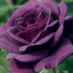 南宫28的国际交流与文化合作 ju4t99p7v